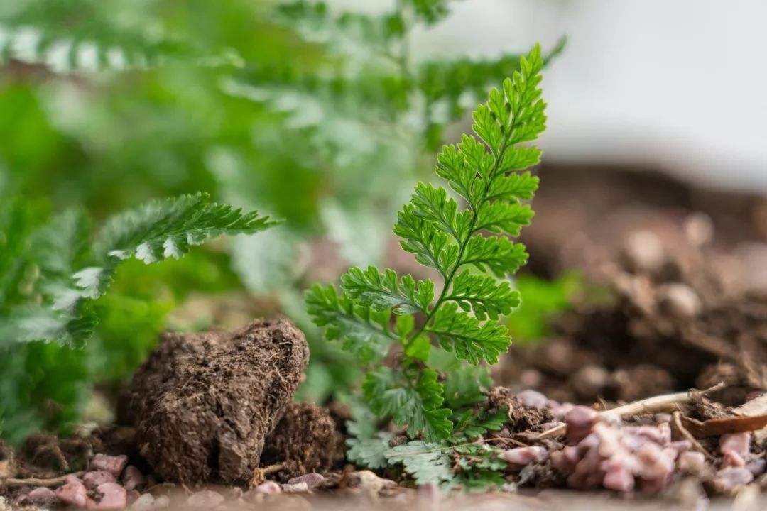 索尼fe24-105mmf4goss价格,索尼fe24-105mmf4能在尼康上用吗