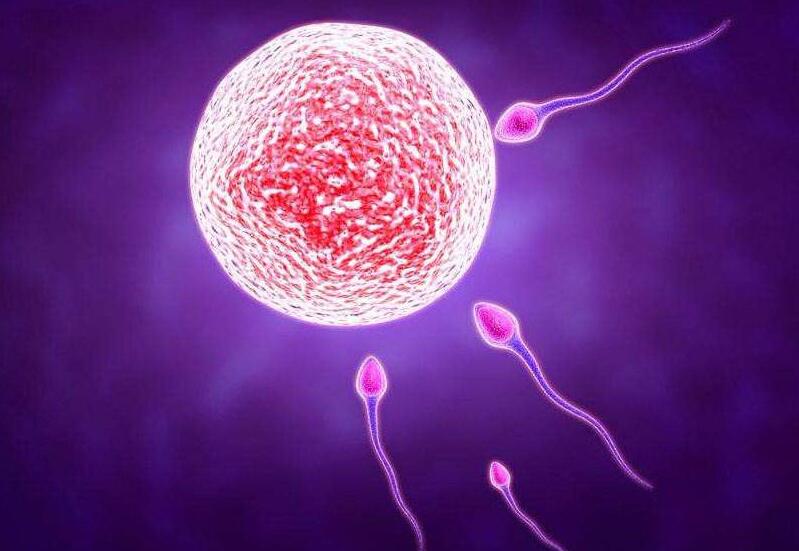 试管婴儿促排卵治疗综合评估,试管促排卵的十大问题