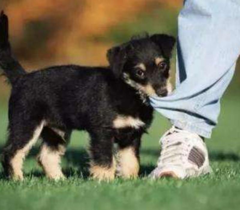 怎么让狗狗防备陌生人,狗狗攻击人怎么纠正