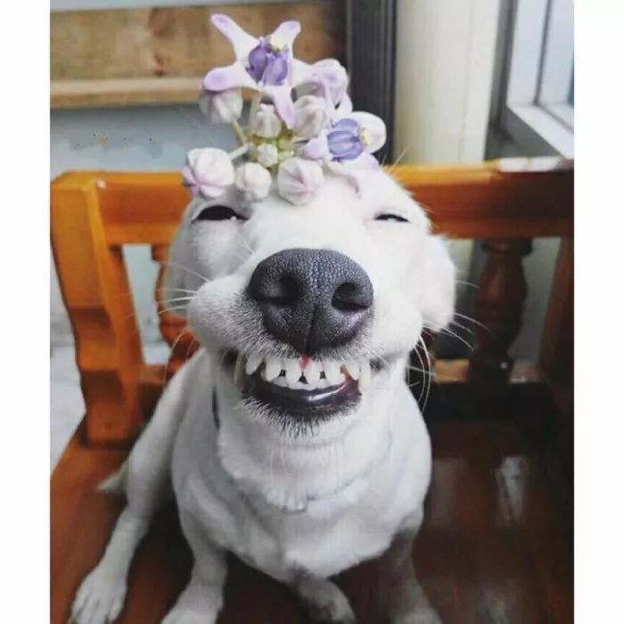 牙缝1cm太大医生说补不了,牙缝上面细下面大能补吗