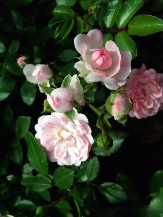 送给喜欢种花的人什么礼物,想养花却把花养死