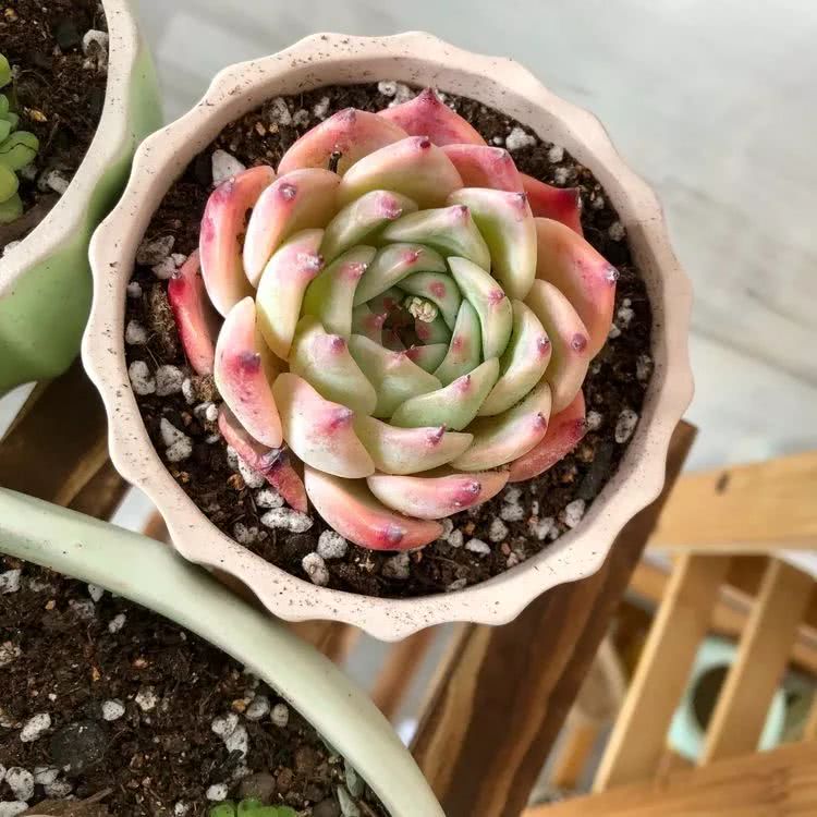 新手小白入坑多肉必看攻略,多肉新手入坑必备指南