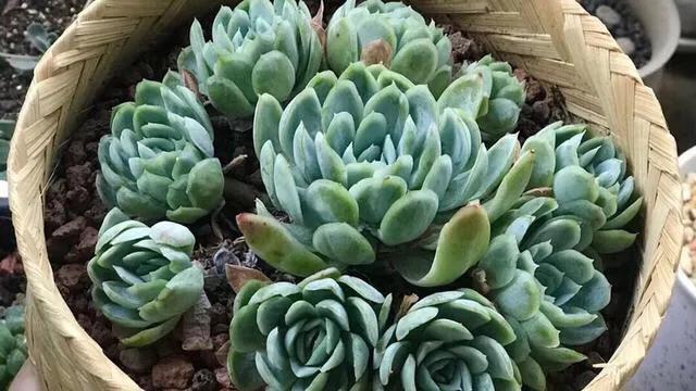 多肉冰梅和贝瑞哪个更容易出状态,多肉冰梅怎么养爆盆