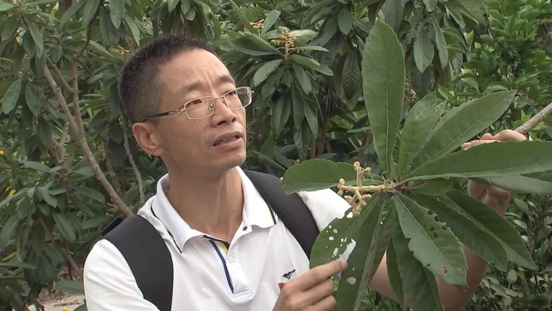 金花茶引种技术,毛瓣金花茶种植技术