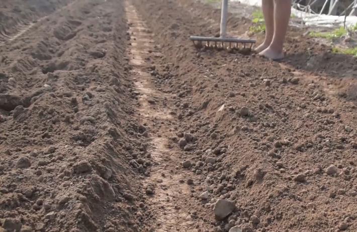 大青菜出苗不好啥原因,青菜刚发芽时怎么管理