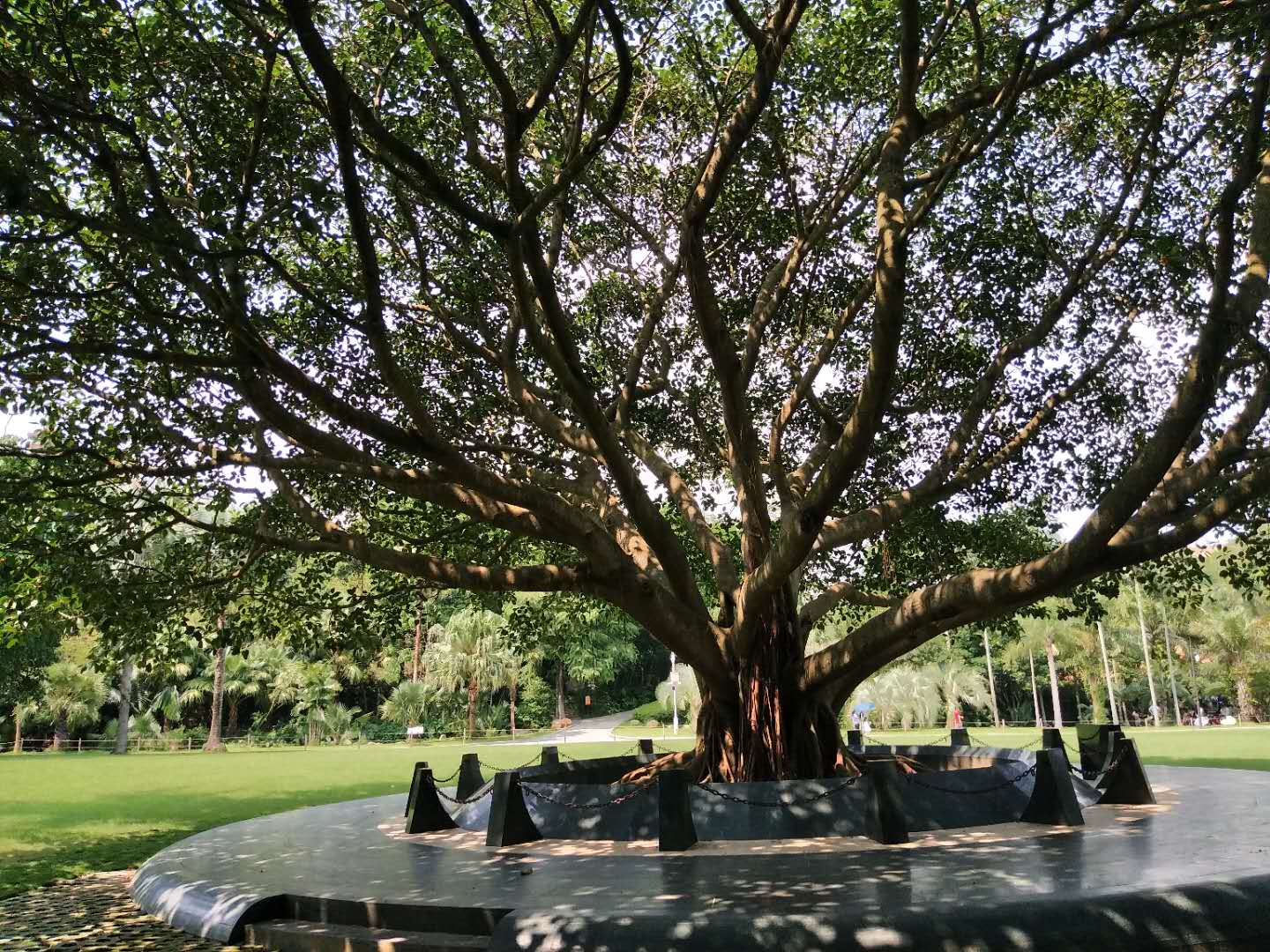 仙湖植物园游玩攻略在哪里看到,仙湖植物园游览