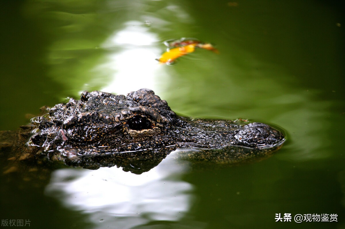 鳄龟会攻击其他龟吗,鳄龟攻击性强怎么办