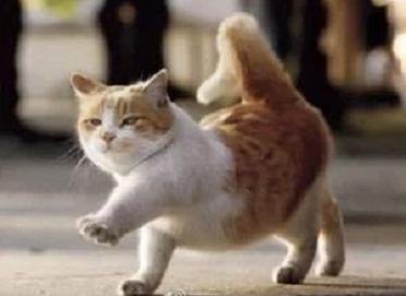 原来猫咪也会这样走路,原来猫咪平时都是踮着脚走路的