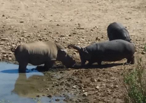 犀牛角为什么要被锯下来,为什么要把犀牛角割下来