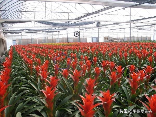 鸿运当头结了四个月的花苞不开花,鸿运当头的花怎么养不死