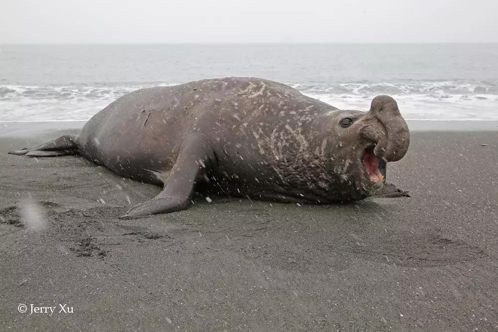 宝典妈妈带你了解国际海豹日,国际海豹日科普