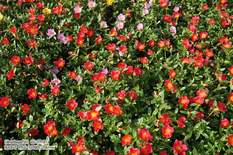 生活杂记：买了台新相机（20150801）