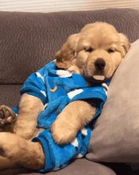 超级可爱呆萌的小奶狗,全种类小奶狗超萌合集