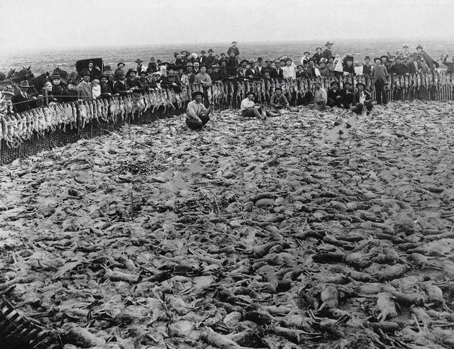 兔女郎的由来，没想到看似单纯的兔子原来这么“色”