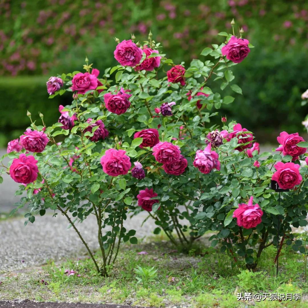 全球最香的十大香水月季,清新淡淡的月季花香水推荐