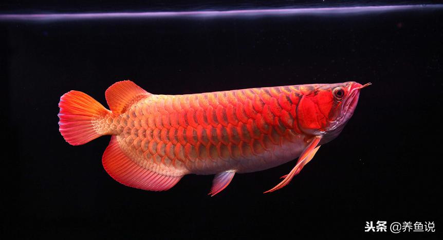 鱼缸硝化细菌不换水可以用吗,鱼缸硝化细菌可以净化水质吗