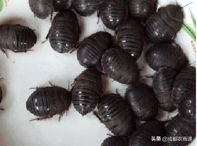 湘潭土元养殖技术,土元养殖技术在哪里学比较靠谱