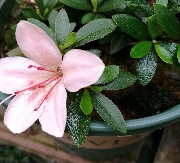 杜鹃花怎么养不长虫,杜鹃花怎么养才不掉枝呢