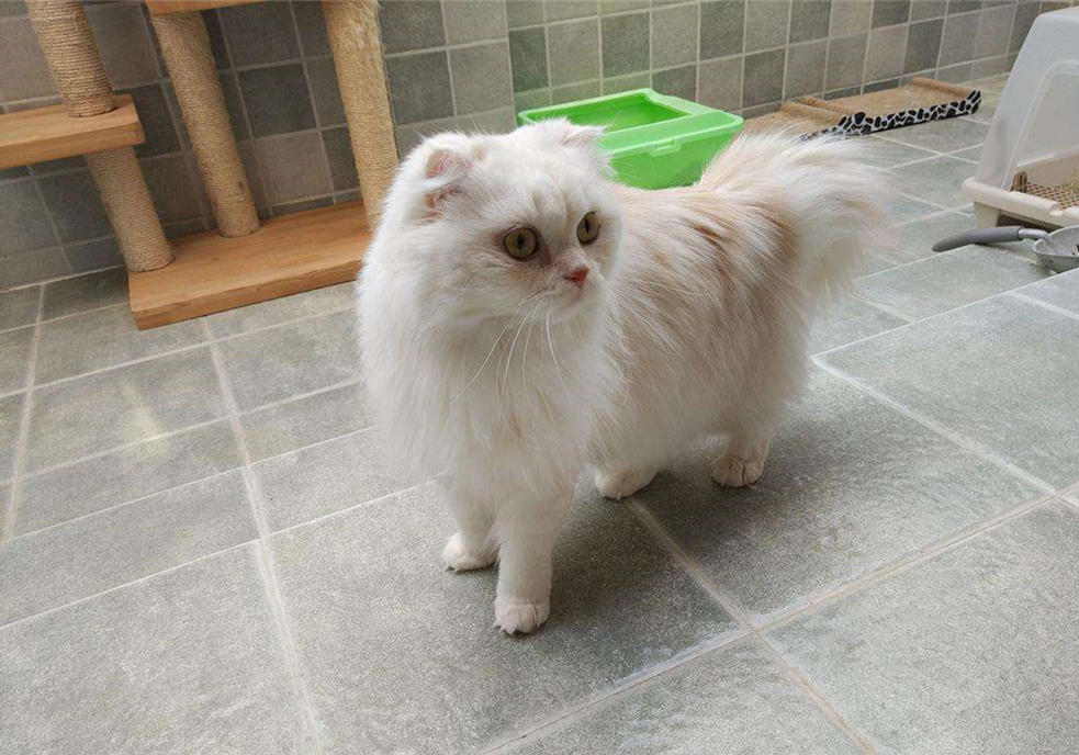 猫咪先兆流产不治疗的后果,猫咪早产为什么迟迟生不出来