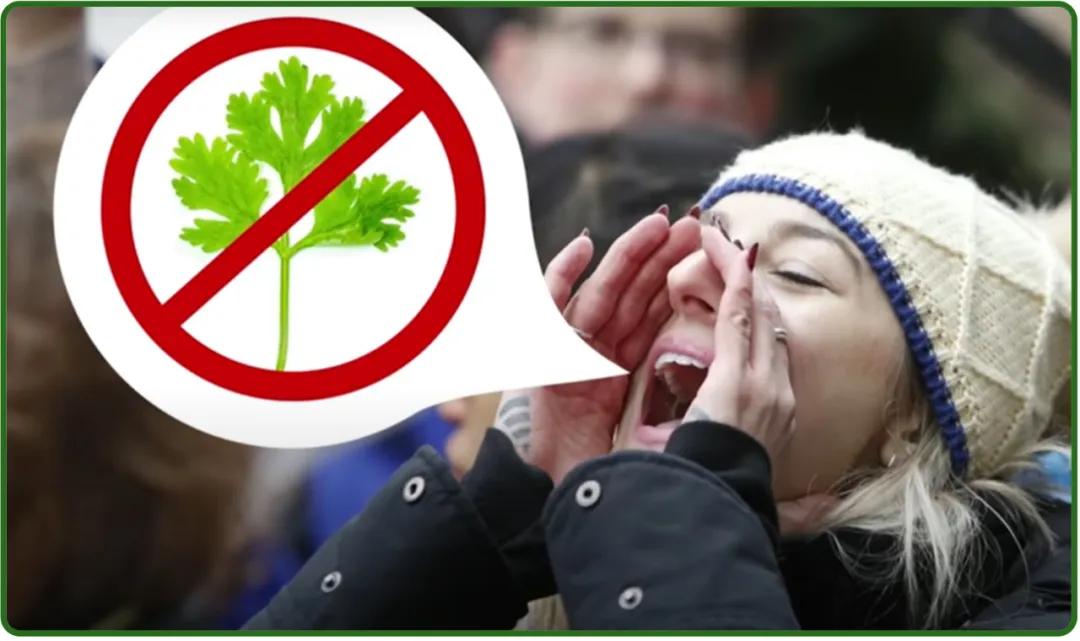 香菜有臭屁虫怎么回事,香菜为什么有臭屁虫的味道