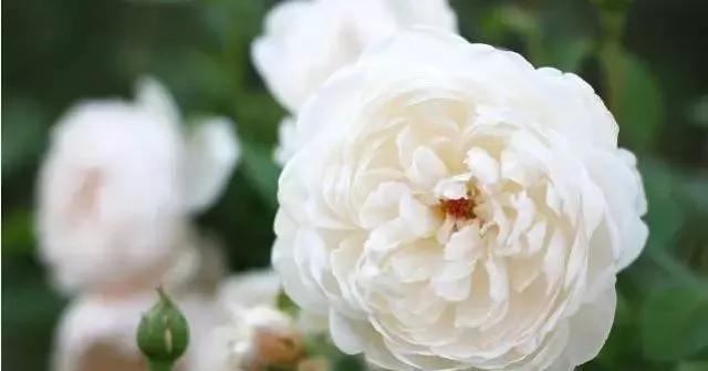 玫瑰花有哪些品种,玫瑰花有哪些品种大全