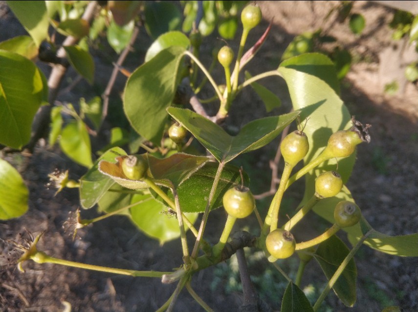 晋州市葡萄霜冻情况,晋州多举措应对寒潮来袭