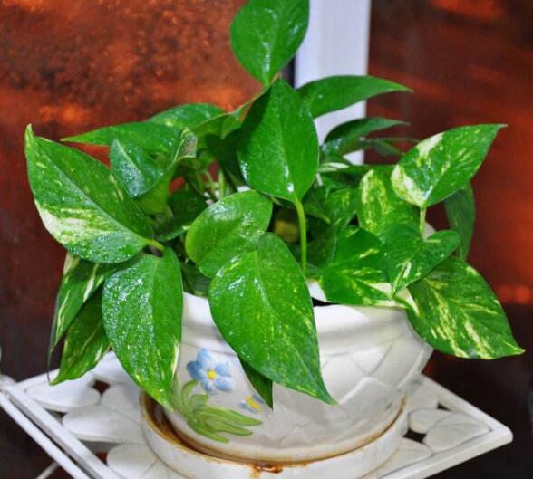 冬天绿萝怎么浇水防烂根,绿萝冬季浇水正确方法