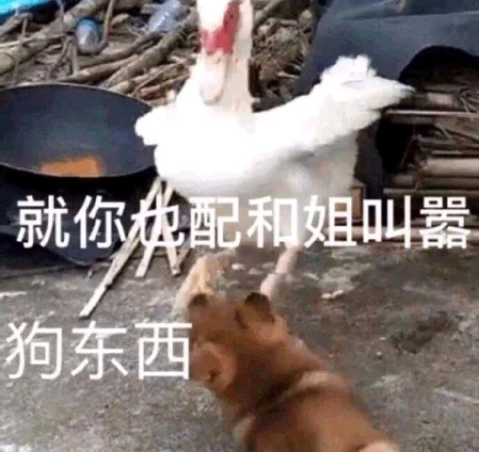 表情包不上班行不行,最后一天上班表情包