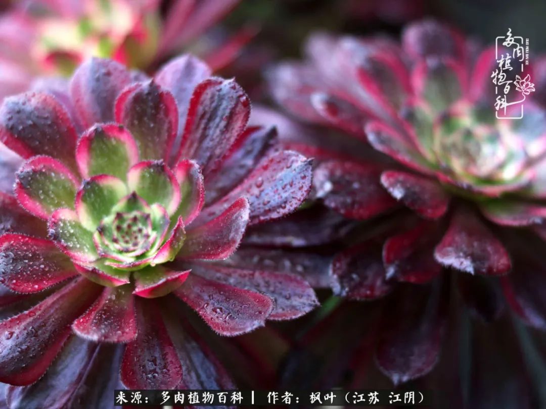 春有约,花不误,多肉与春天有个约会