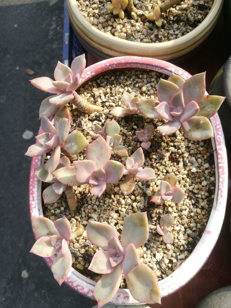 误打误撞的多肉情缘,带我走进多肉小世界!