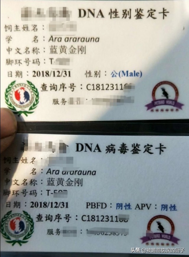 灰鹦鹉和葵花金刚哪个好,灰机鹦鹉和葵花鹦鹉哪个好