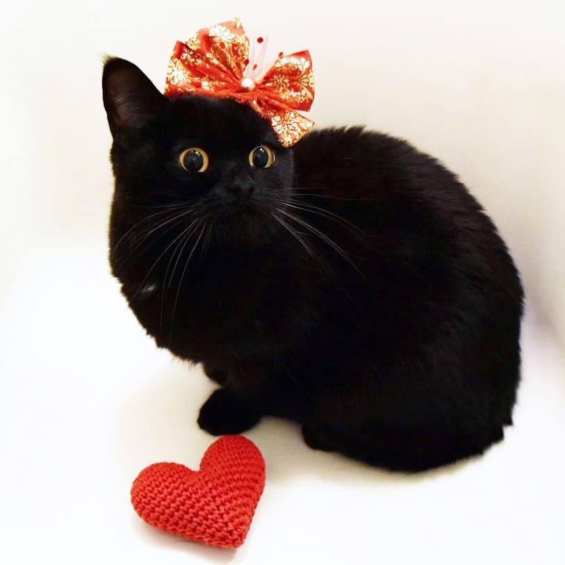 日本卡通小黑猫,日本动漫小黑猫