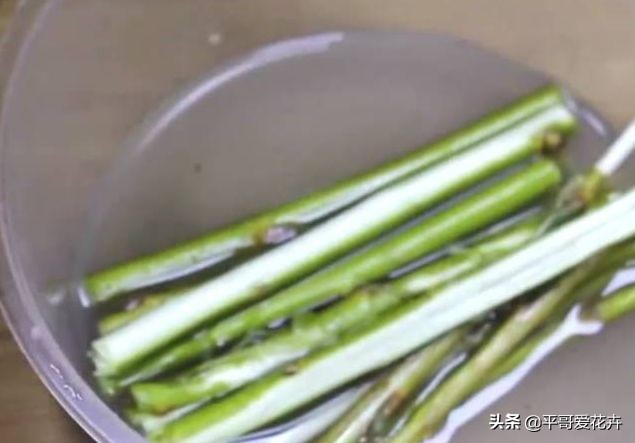 富贵竹黄叶用什么解决,富贵竹总黄叶