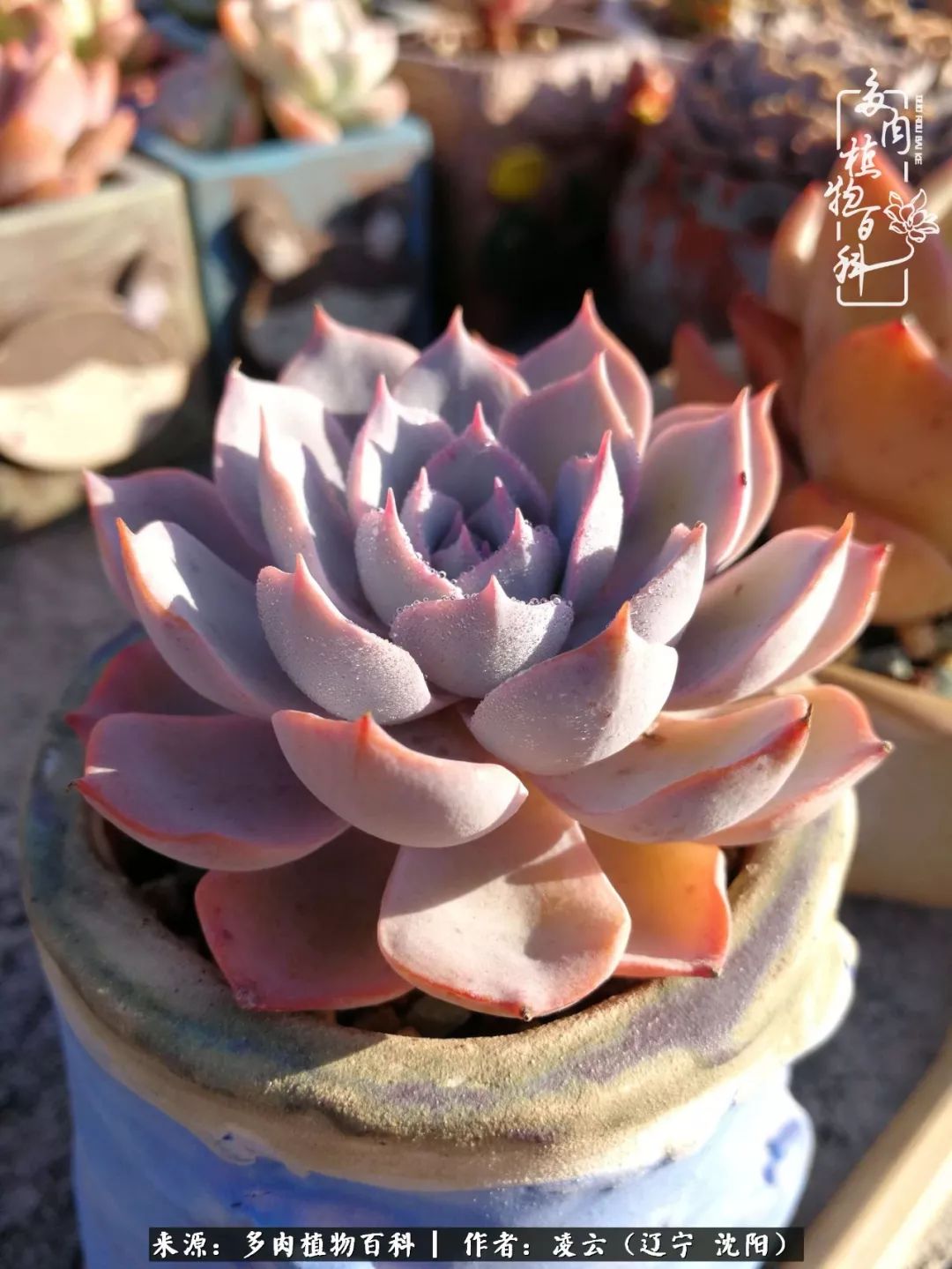 秋闲赏多肉,话育儿,亲生的自家娃,总有一刻让你怦然心动