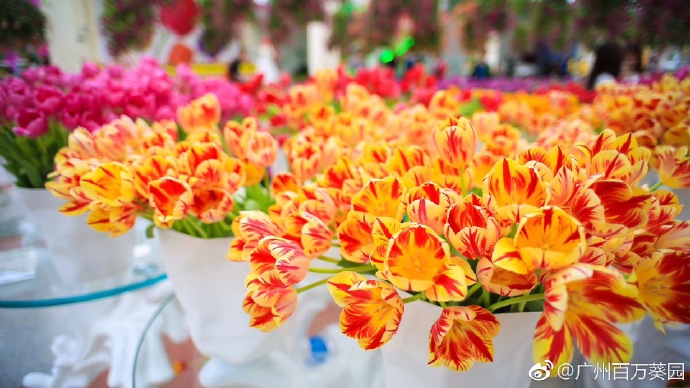 广州3.8女神节门票免费,广州半价