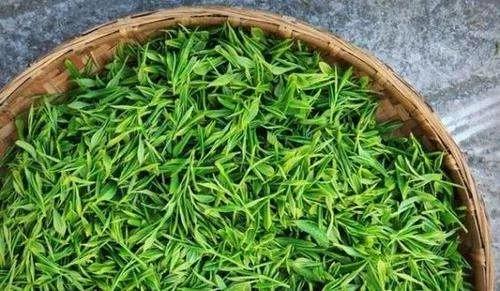 普洱有一股烟味,我眼中的普洱