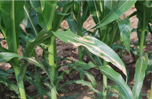 防治玉米大斑病常用的药剂是,玉米大斑病怎么治疗效果最好