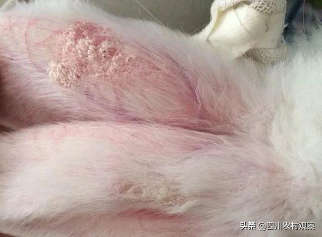 兔兔应该怎么预防疾病,兔兔患病的症状有哪些