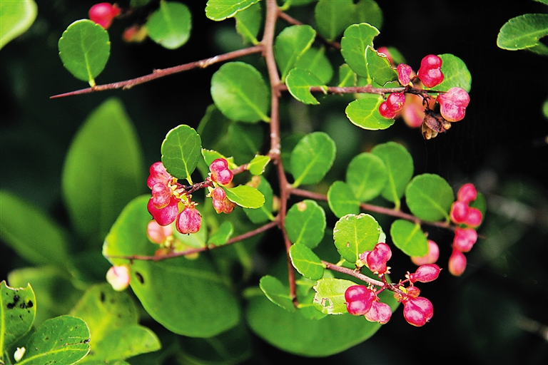 植物果胶如何测定——咔唑比色法