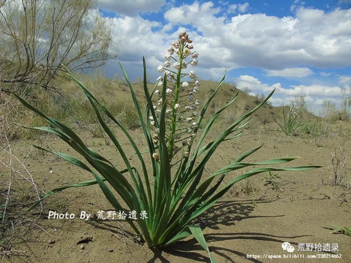 荒野拾遗录,荒野拾遗录完整