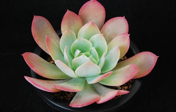 广寒宫都有谁,广寒宫里都有谁