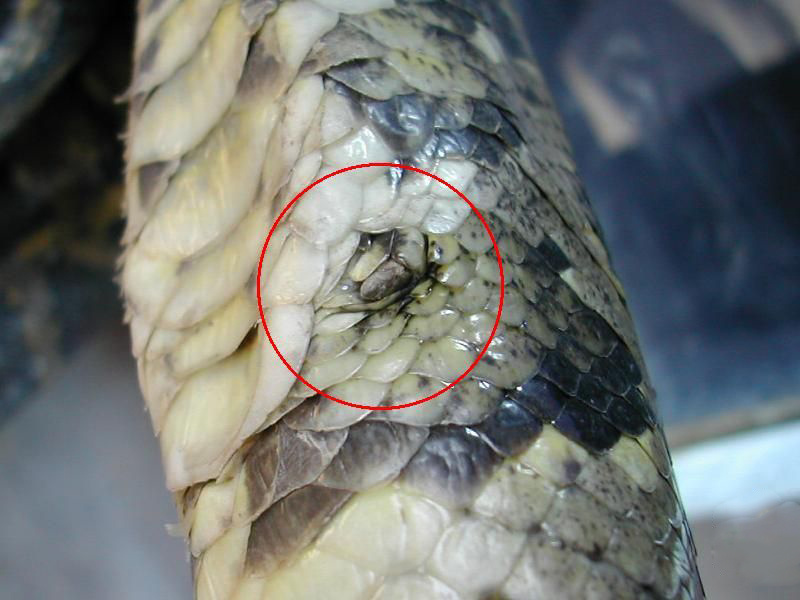 蟒蛇准备偷鸡吃被发现,巨大蟒蛇偷鸡被抓