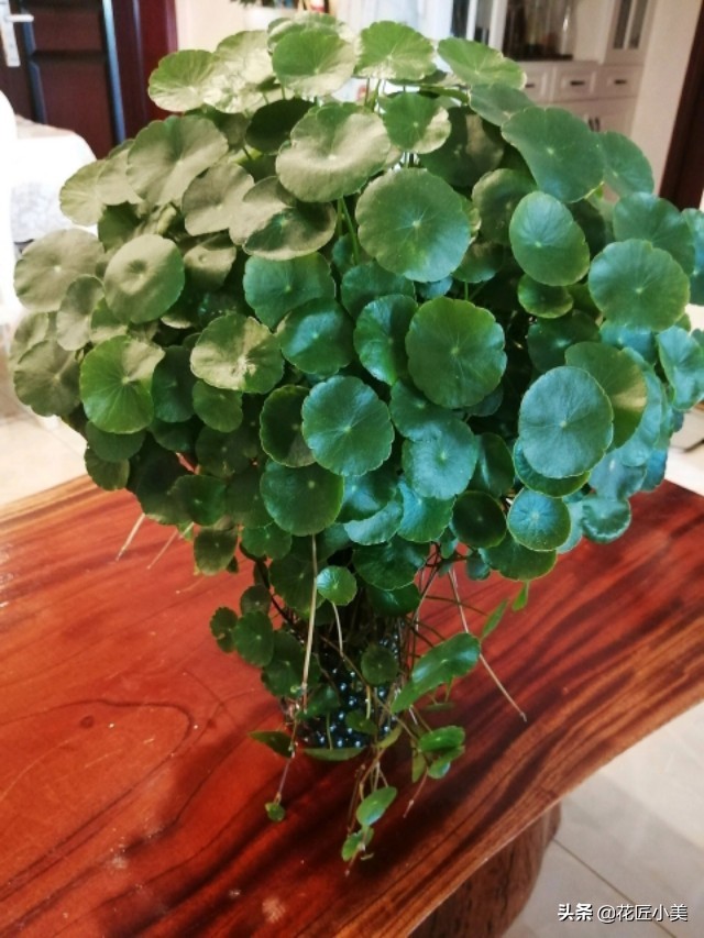 铜钱草长得东倒西歪是怎么回事啊,铜钱草东倒西歪的是因为什么