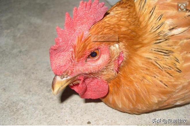 鸡鼻炎流鼻涕用什么药,鸡传染性鼻炎综合防治方法