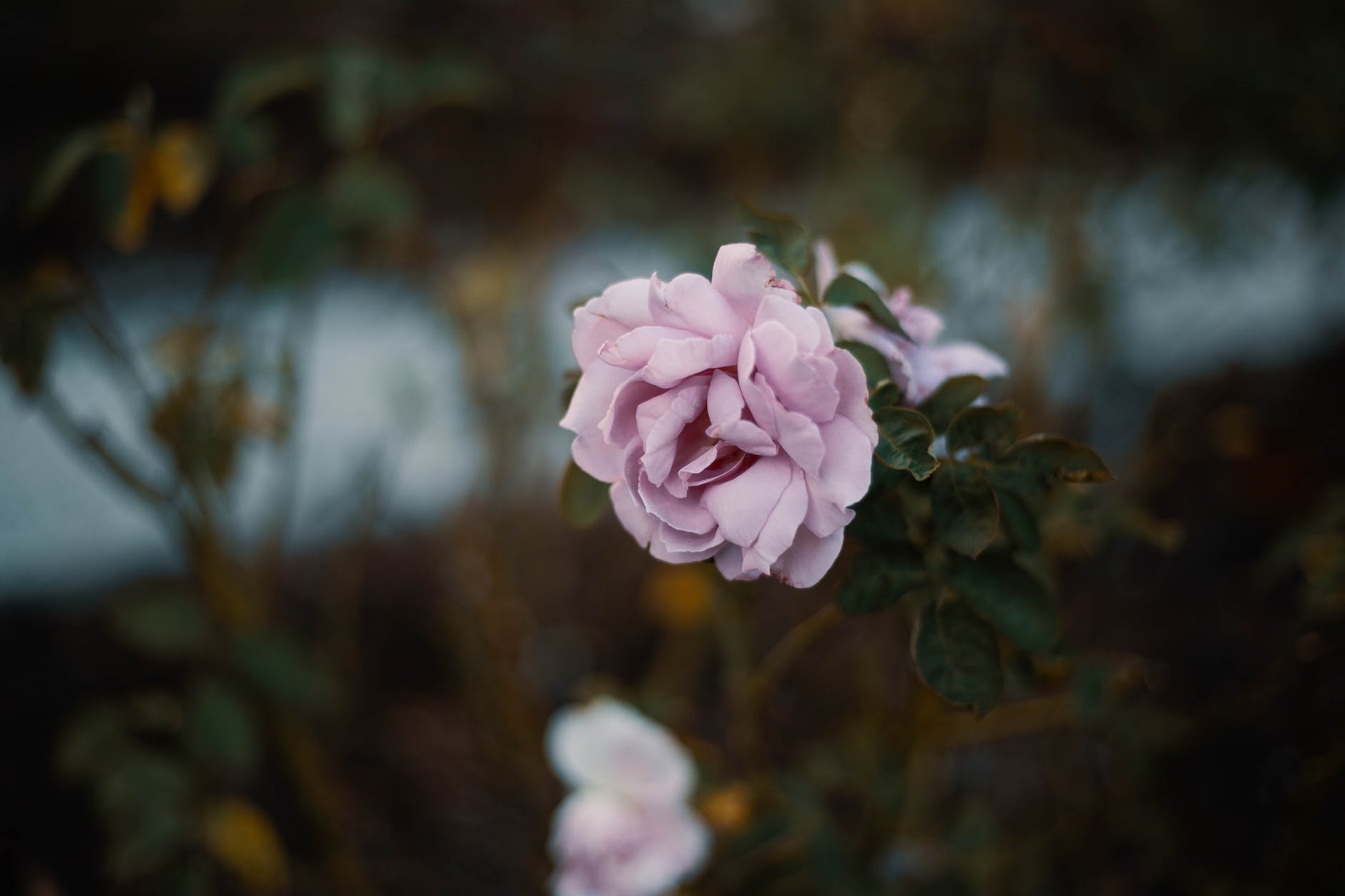 妻子对丈夫恨之入骨还能过吗,妻子做了对不起丈夫的事怎么办