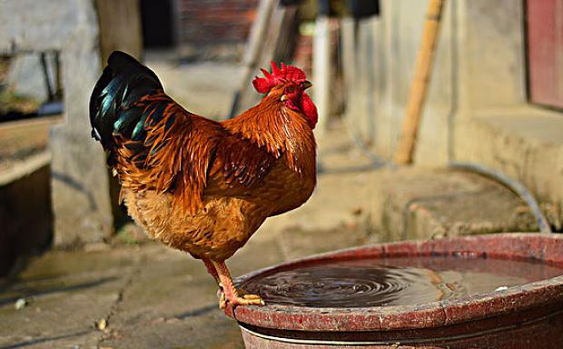 鸡拉血便怎么处理,鸡拉料粪怎么治疗