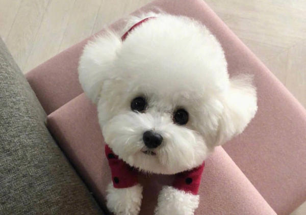 主人一说话狗狗就发抖,狗狗不停的抽搐点头