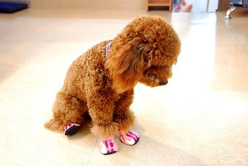 贵宾犬怎么训练定点大小便,如何训练贵宾犬上厕所大小便