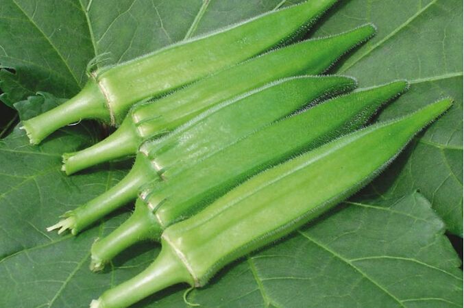 教你种秋葵,海南种秋葵每亩利润多少