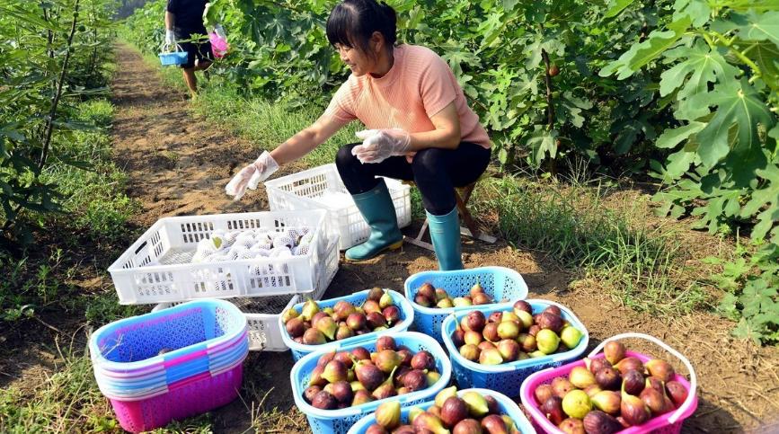 无花果扦插生根木质化多久,无花果生根过程